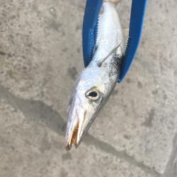 ライトワインドでカマス&太刀魚GET