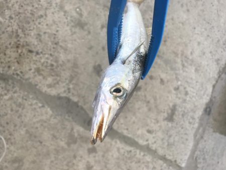 ライトワインドでカマス&太刀魚GET