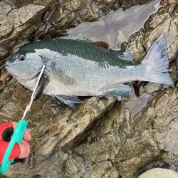 たかたかの釣り日記