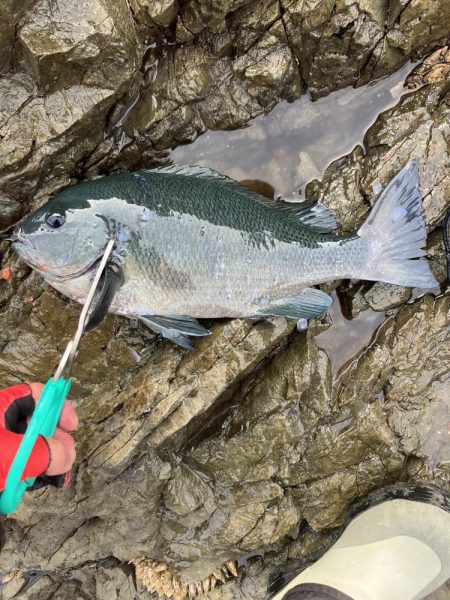 たかたかの釣り日記