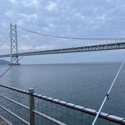 カレイはどこ、サビキしか勝たん