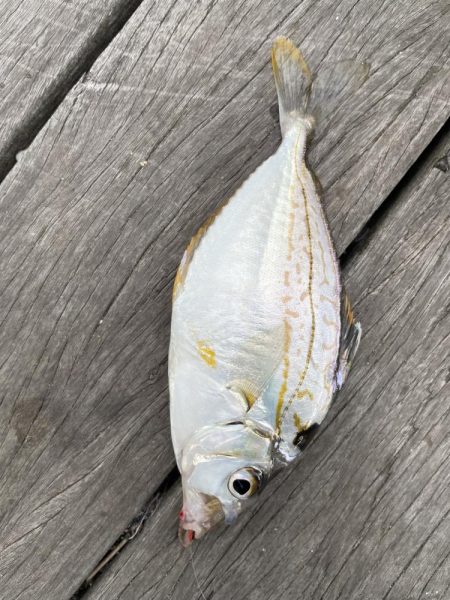 オリンピック公園でちょい投げ