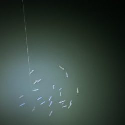 ヒイカを釣りたい