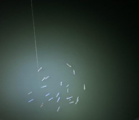 ヒイカを釣りたい