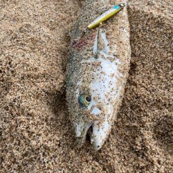 サーフナブラ打ち