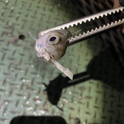 激寒むアジング