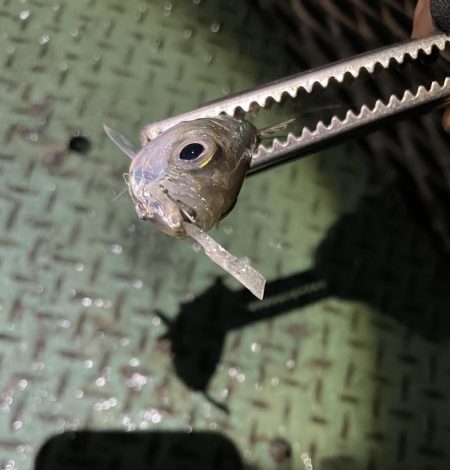 激寒むアジング