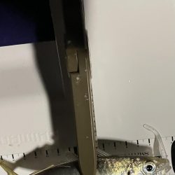 ジグ単de〜アジング!クリスマス明け