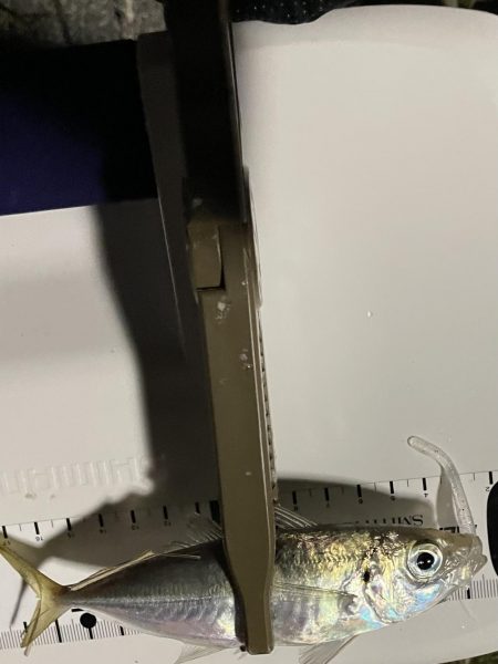 ジグ単de〜アジング!クリスマス明け