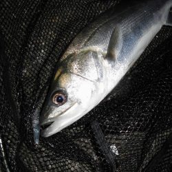 ゴミが消えた一瞬の隙に…