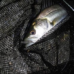 まだまだゴミは多め…