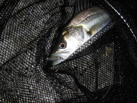 まだまだゴミは多め…