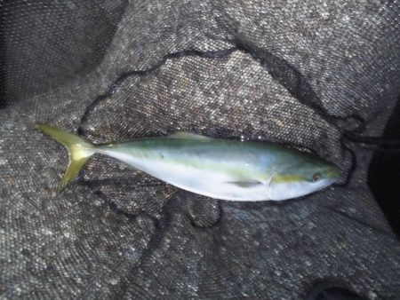 スローな動きが◎