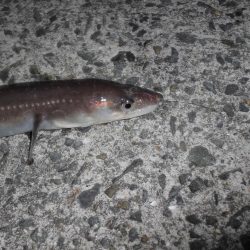 爆風の中でのアナゴ釣り