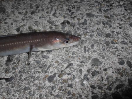 爆風の中でのアナゴ釣り