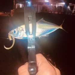 深夜のノンキーアジング