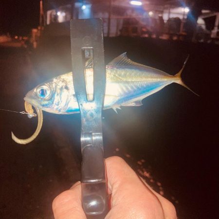 深夜のノンキーアジング