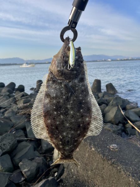 ヒラメ釣れました
