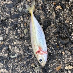 朝マヅメアジング