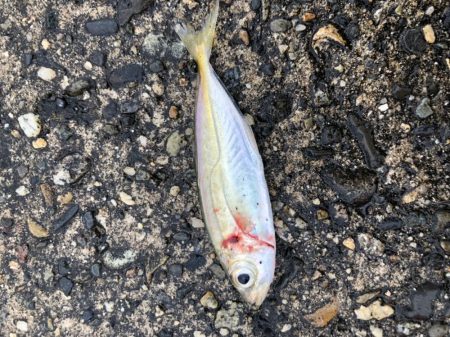 朝マヅメアジング