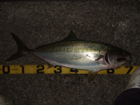 シーズン終盤の青物祭