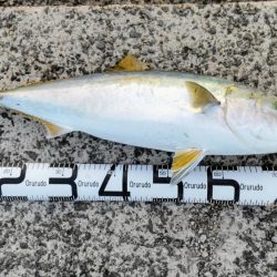 久しぶりの紀ノ川飲ませ