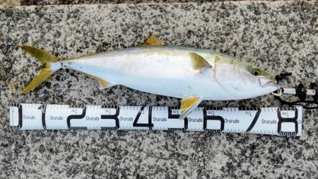 久しぶりの紀ノ川飲ませ