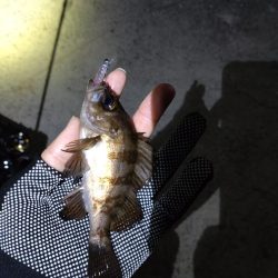 メバルとガシラ