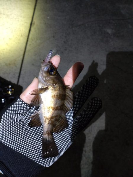 メバルとガシラ