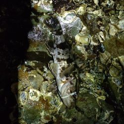 初シマノリール