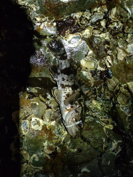 初シマノリール