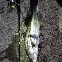 まさかのシーバス