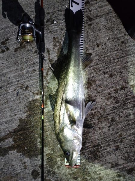 まさかのシーバス