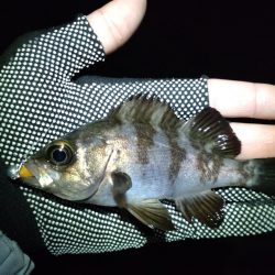 初めてのエリア