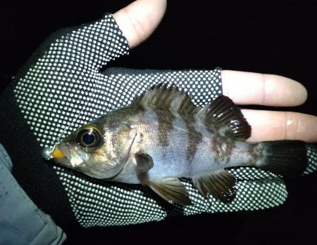 初めてのエリア