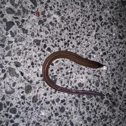 アナゴ食べたい