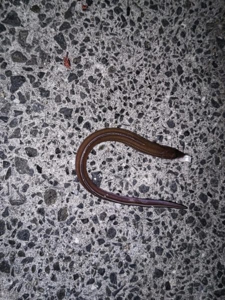 アナゴ食べたい