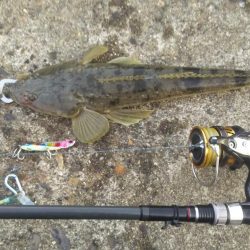 絶不調からのマゴチ！