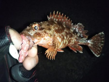 ガシリングからの～アジング