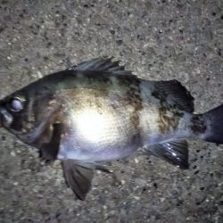 自己タイ記録メバル