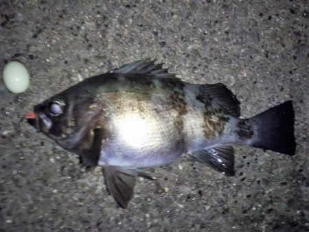 自己タイ記録メバル