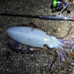 今シーズン初アオリ!