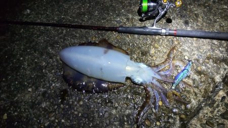 今シーズン初アオリ！