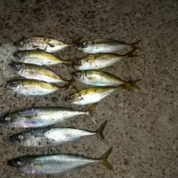 朝マズメの遠征失敗に終わり結局夕マズメの近場のポイントへ!