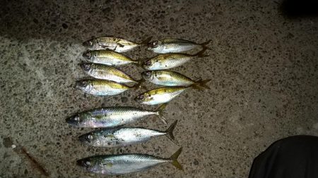 朝マズメの遠征失敗に終わり結局夕マズメの近…