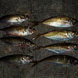 朝マヅメ和歌山遠征失敗!癒されにいつもの近場ポイントへ