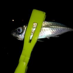 寒くてなってから3日目