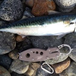 ショアジギング