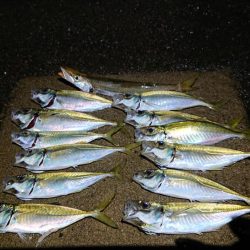 今年はアジ当たり年!?