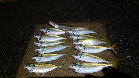 今年はアジ当たり年！？